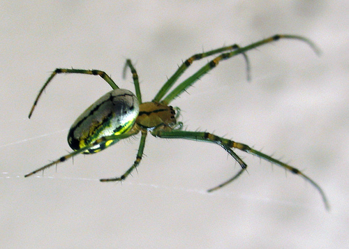 afarm2.static.flickr.com_1044_779143669_499fa4e8f8.jpg