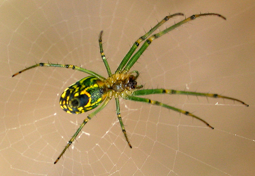 afarm2.static.flickr.com_1241_780019108_d3fb949c84.jpg