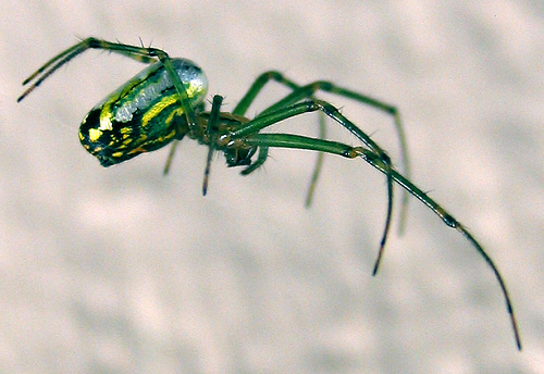 afarm2.static.flickr.com_1378_779142271_24e7cdac22.jpg