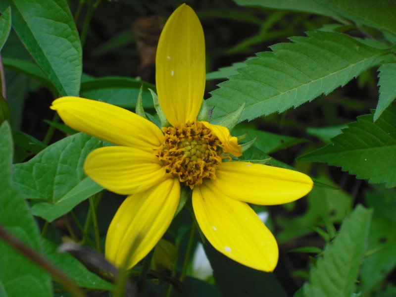 ai125.photobucket.com_albums_p72_Nayr303_Dyingyellowflower.jpg