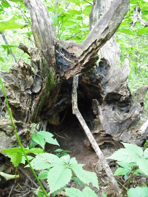 ai125.photobucket.com_albums_p72_Nayr303_FallenTree.jpg