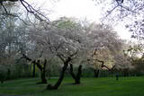 ai13.photobucket.com_albums_a279_Maur7_th_CherryBlossom.jpg