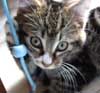 aimg.photobucket.com_albums_v335_Nerelda_miscellanious_Kittenav01.jpg