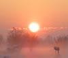 aimg.photobucket.com_albums_v335_Nerelda_miscellanious_SunriseAv.jpg