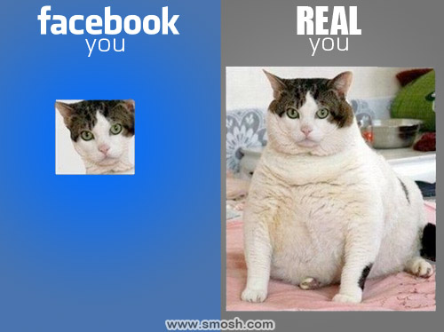 anews.menshealth.com_wp_content_uploads_2012_01_Facebook_Cat.jpg