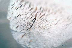 astatic.flickr.com_109_300404882_e265bc507c_m.jpg