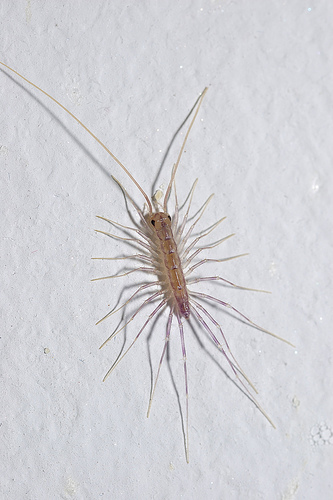 astatic.flickr.com_81_246036683_6737c5a215.jpg
