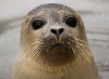 atemp.marshalrusty.com_seal_phpbb_com.jpg