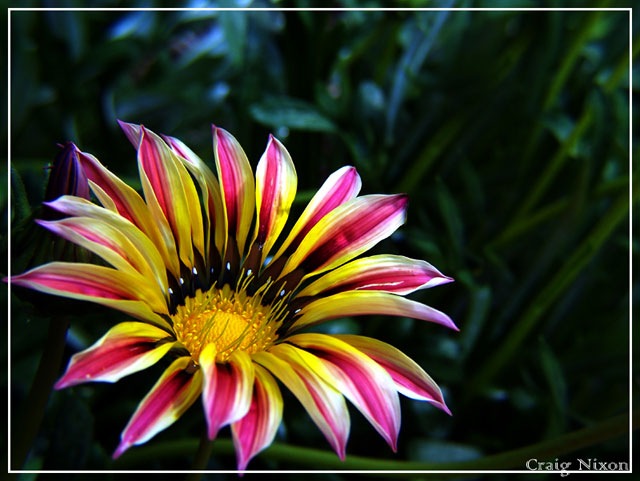 Flowers_II_by_Ashatay.jpg