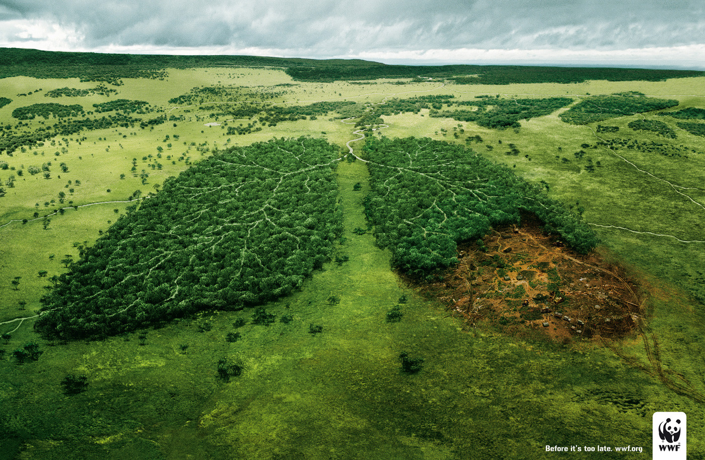 wwf.jpg