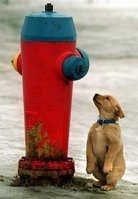 littledoggie.jpg
