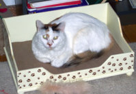 catbed3.jpg