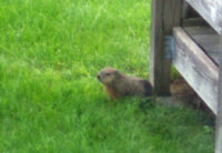 GroundhogLittle.jpg