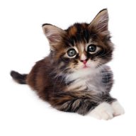 Katz