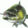 Outdoor-Fishing